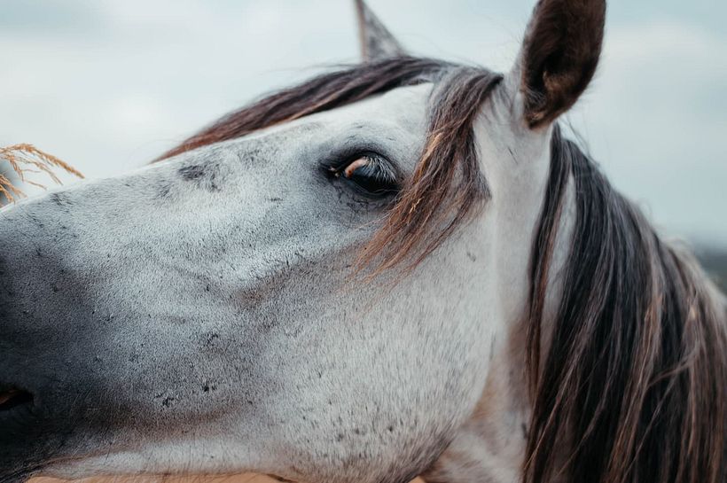 Equus 2