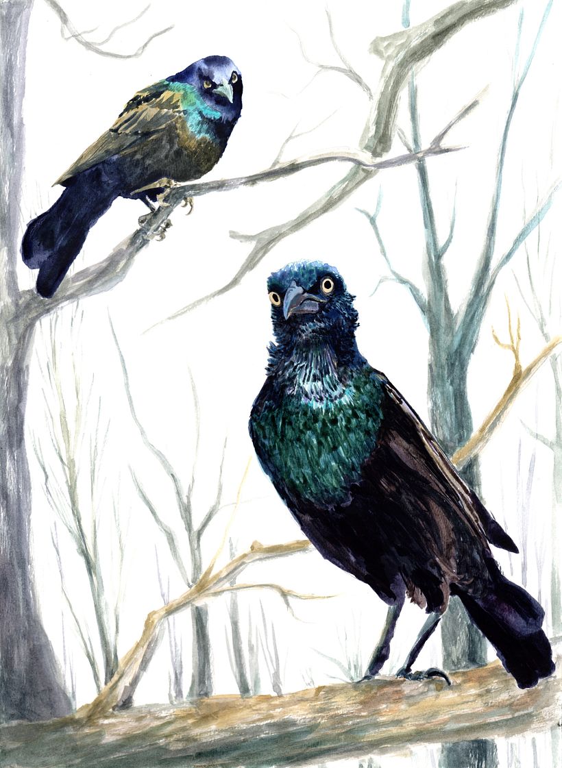 My project for course: Artistic Watercolor Techniques for Illustrating Birds 1
