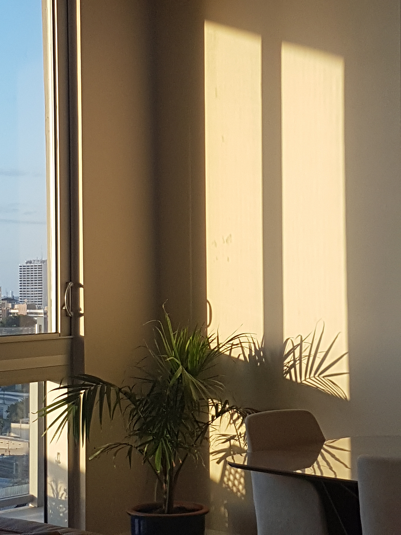 (Miami, 2021) The warm light of the sunset cast the shadow of an indoor plant onto the nearby wall, now a light yellow.