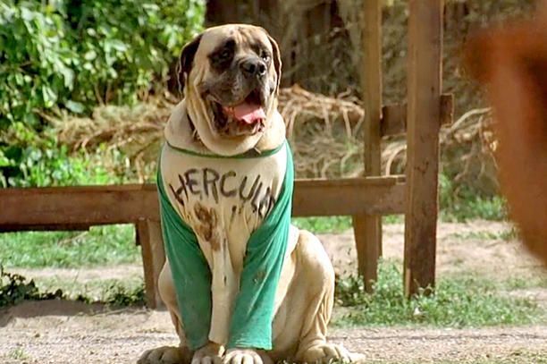 Hercules 8