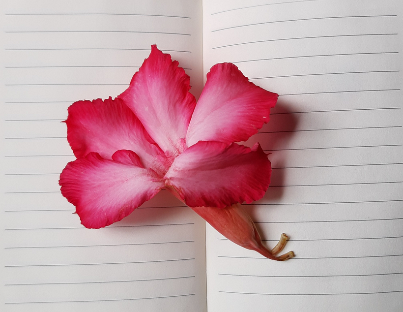 MarArtesOficial - Em meus cadernos minhas ideias florescem...