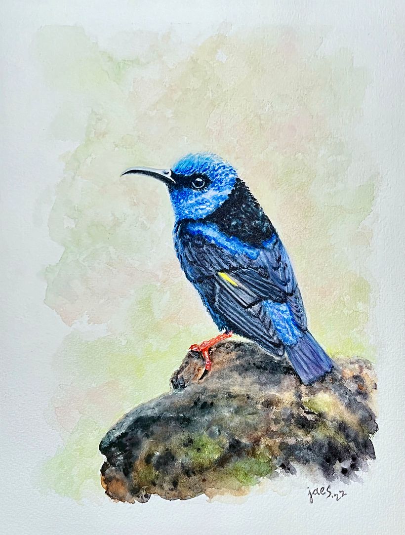 Final Project: Red-legged Honeycreeper: Original watercolor, 8 x 10, 2022 - Photograph courtesy of Renáta Kvapilová
