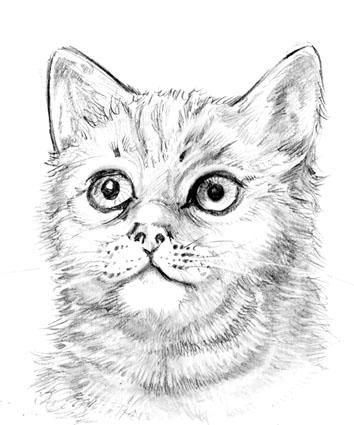 Animal and wildlife Watercolors 6