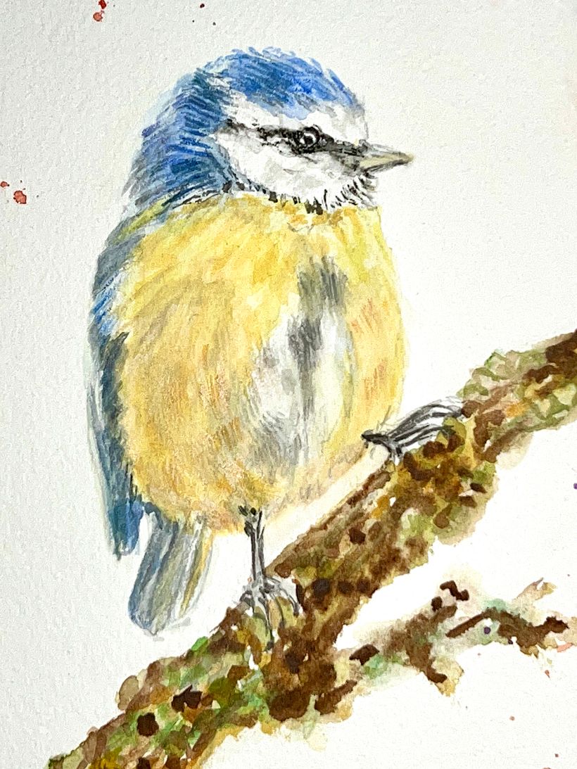 Details: Close up of Eurasian Blue Tit