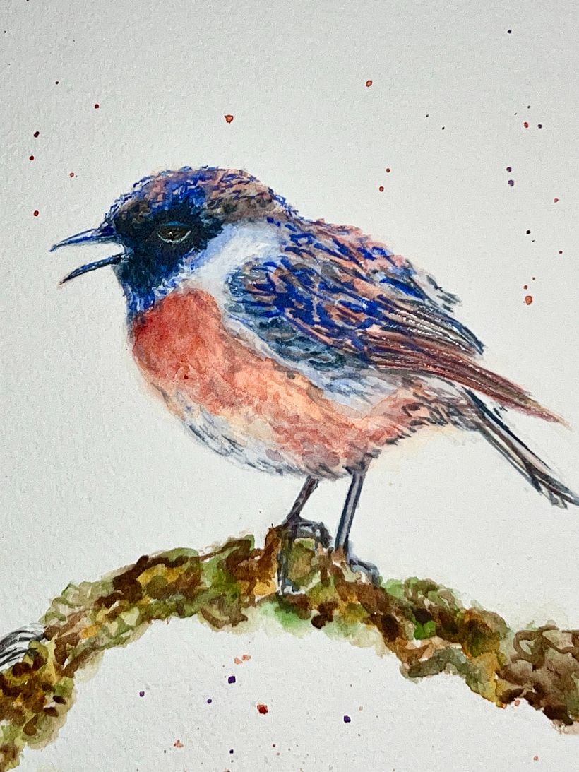 Details: Close up of European Stonechat