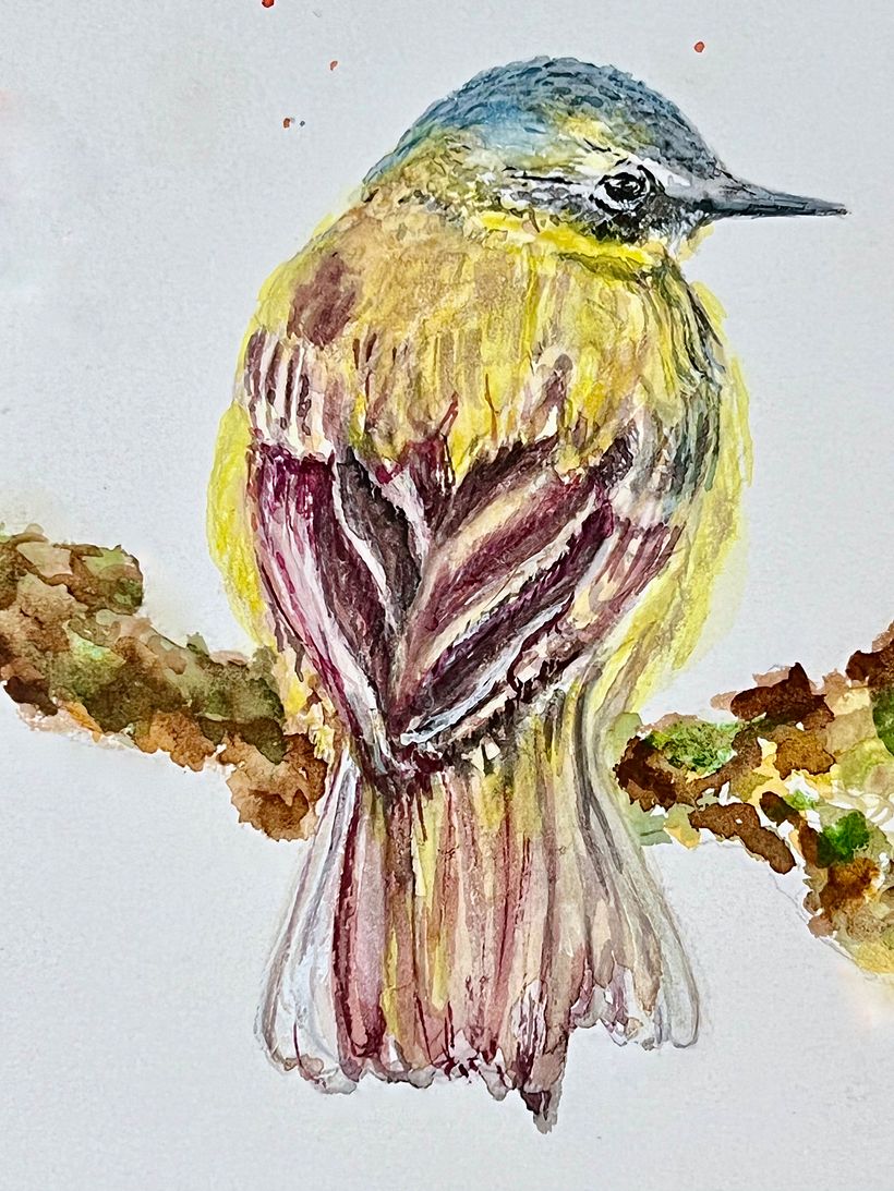 Details: Close up of Blue-headed Wagtail