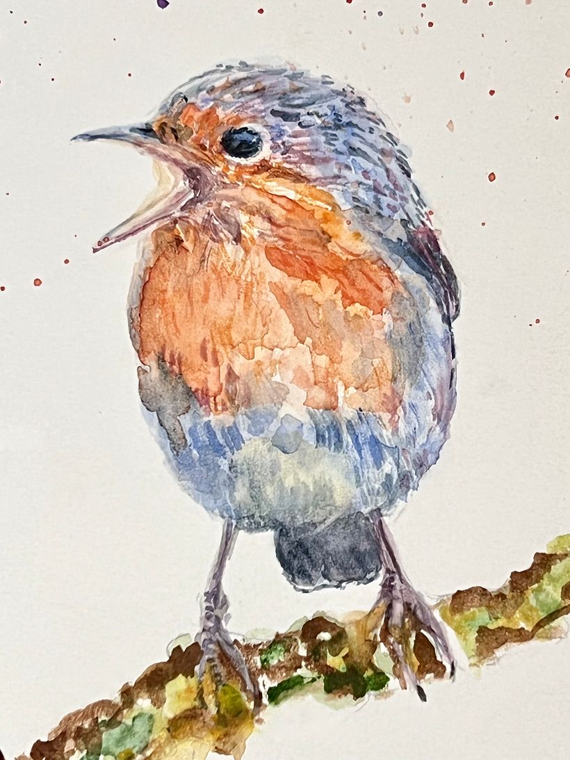 Details: Close up of European Robin