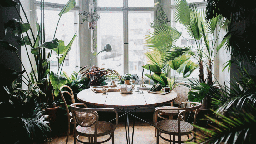 Interior plant design by Urban Jungle Bloggers. Cover image credit: ORA Floral Design Agency.