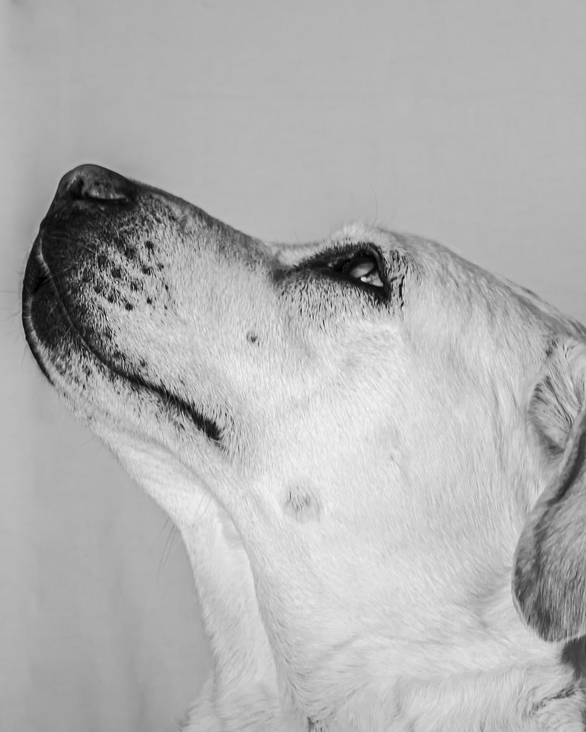 Mi Proyecto del curso: Fotografía lifestyle de perros 1