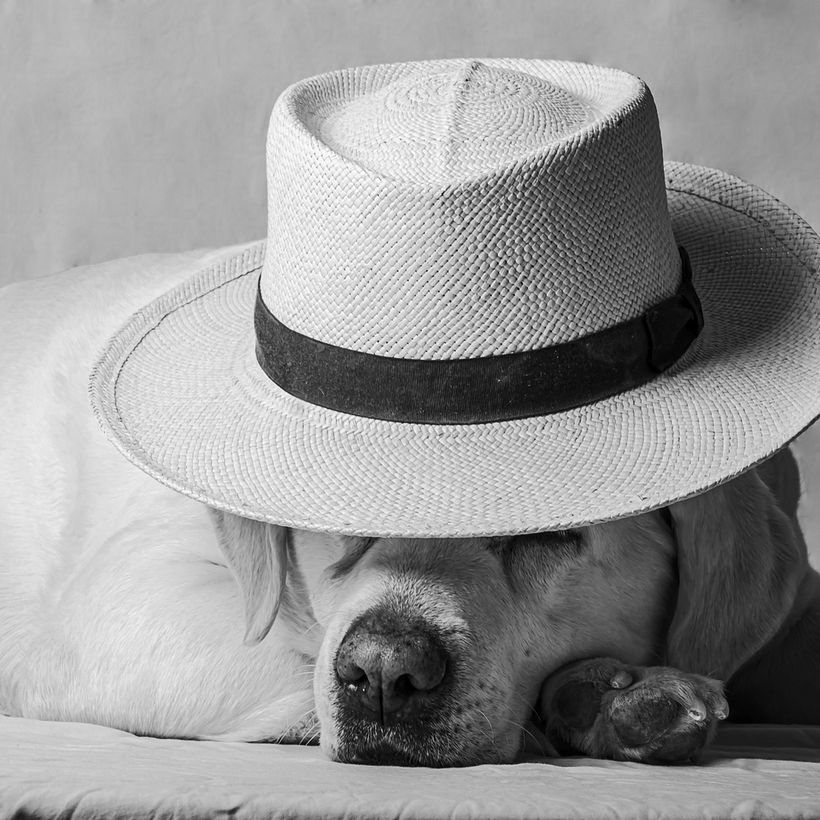 Mi Proyecto del curso: Fotografía lifestyle de perros 3