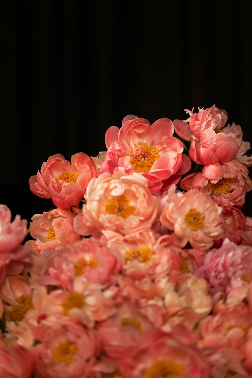 La Peonia | Botanical Set Design 2