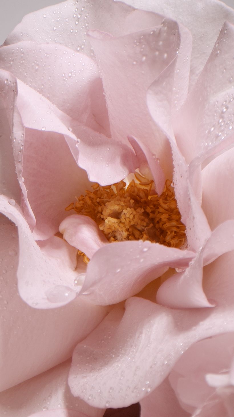 Annemarie Börlind | Botanical Set Design  2