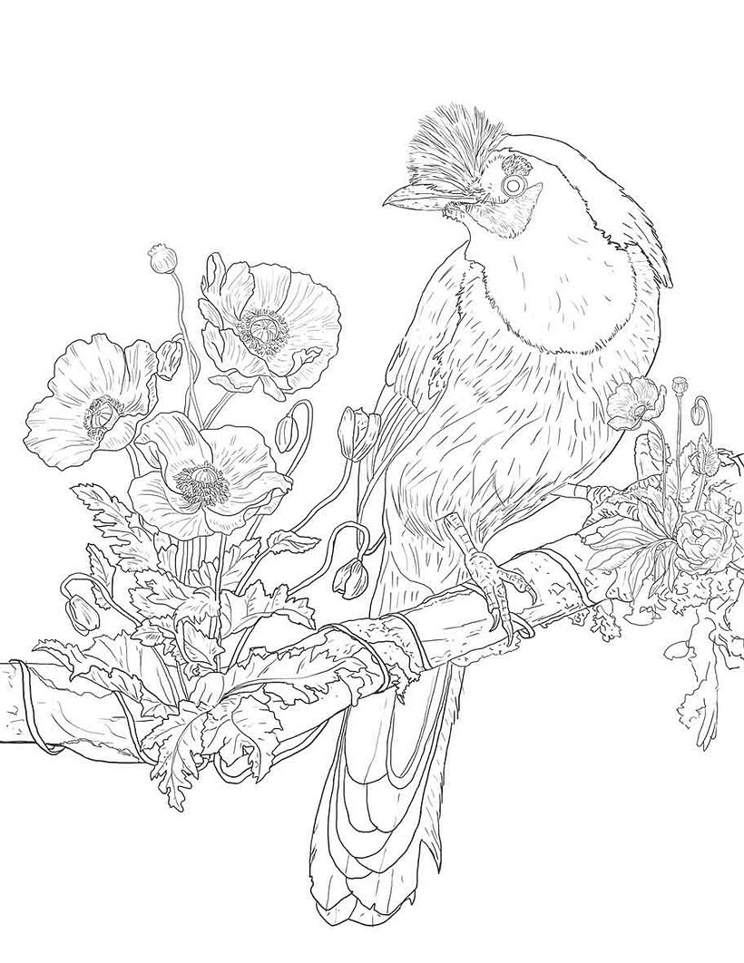 Mi proyecto del curso: Ilustración naturalista con bolígrafo 3