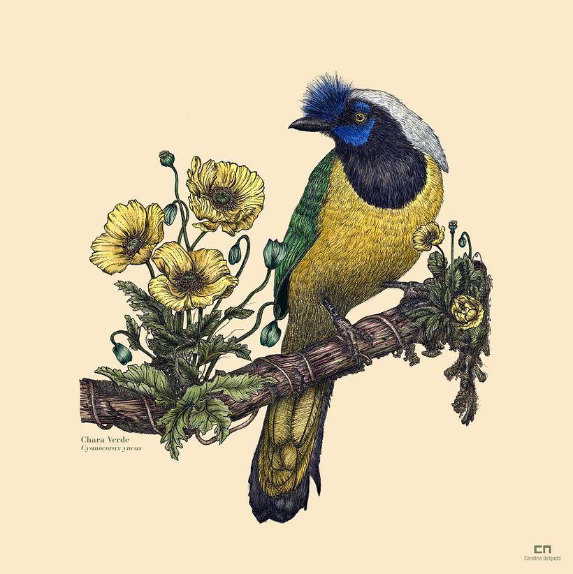 Mi proyecto del curso: Ilustración naturalista con bolígrafo 5