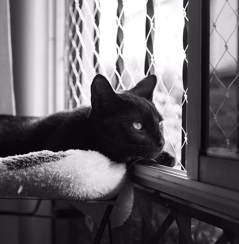 Mi proyecto final del curso: Fotografía lifestyle de perros 3