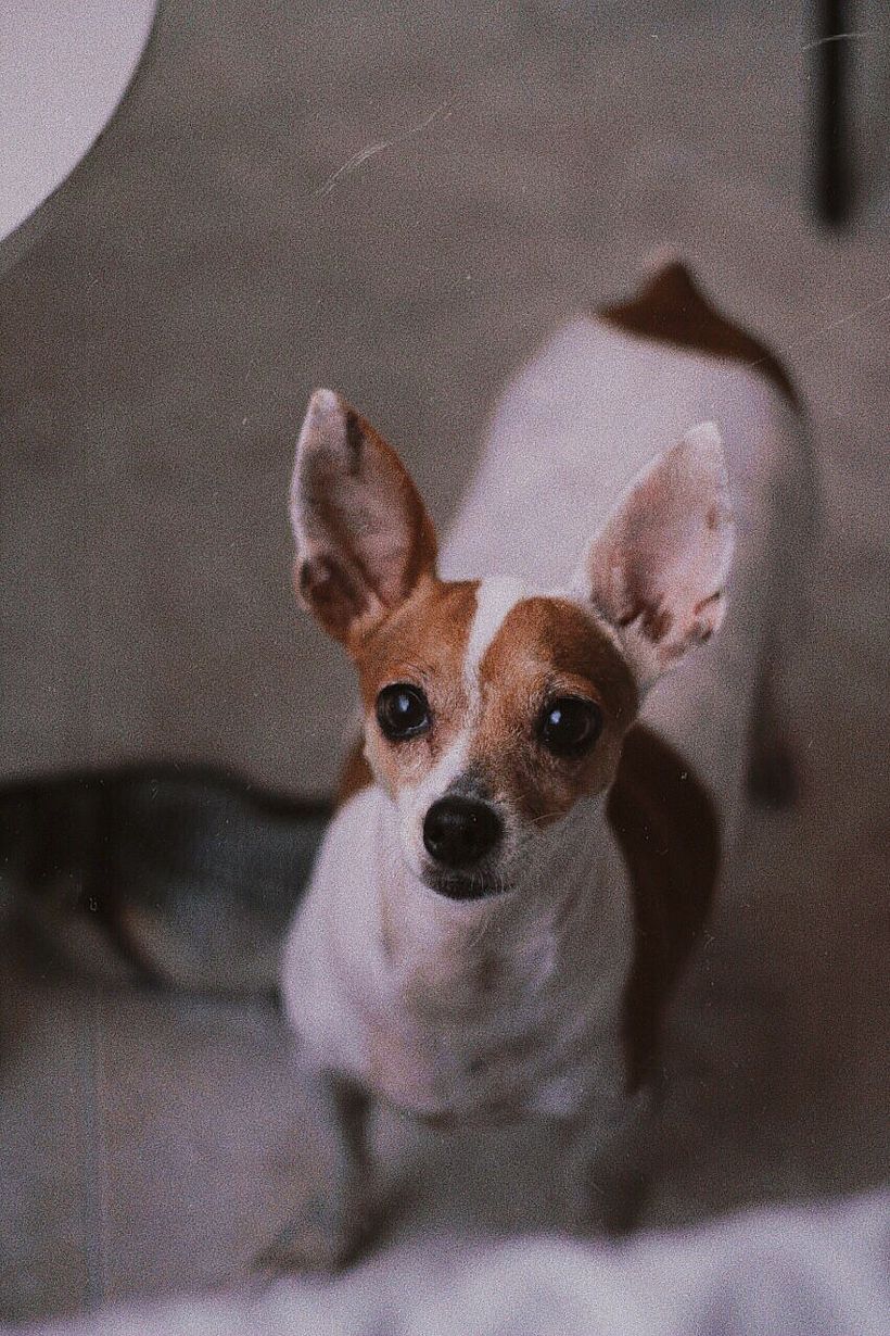 Mi proyecto final del curso: Fotografía lifestyle de perros 4