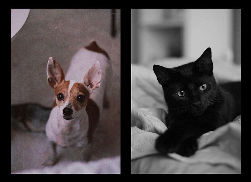 Mi proyecto final del curso: Fotografía lifestyle de perros 5