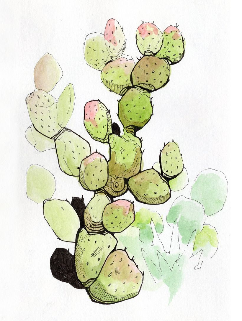 cactus in the botanical garden