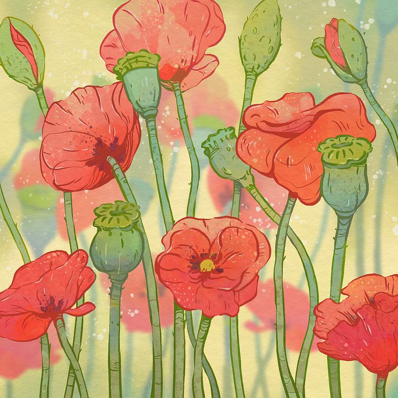 Poppy flowers digital study
