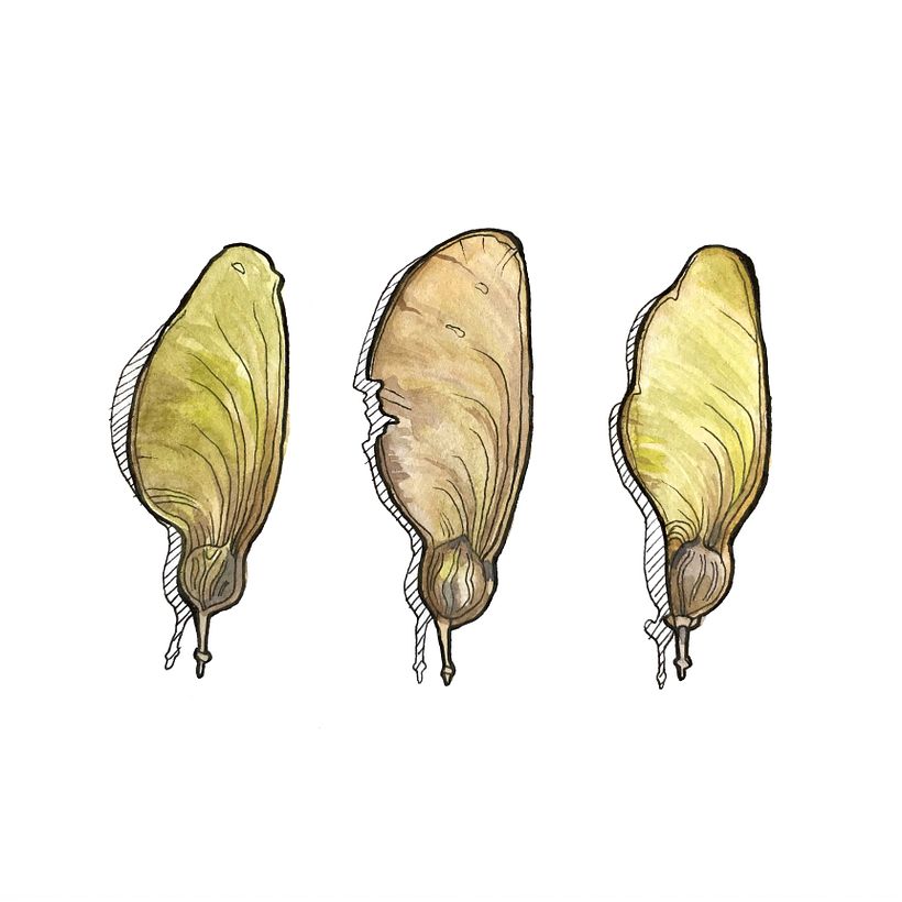 Maple seed study with ink and water color