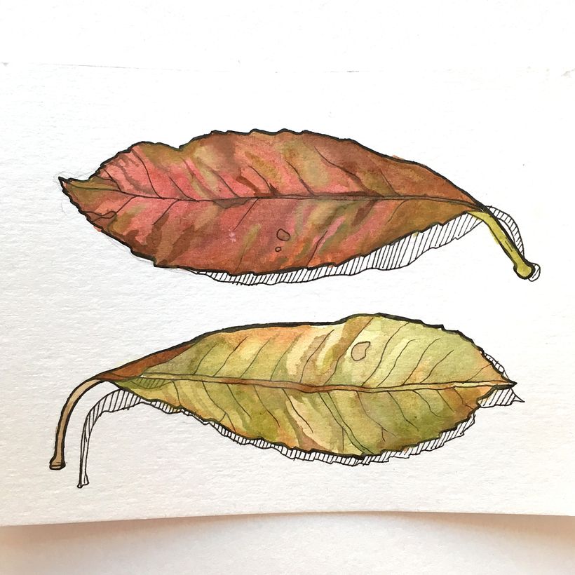 Autumn leafs study with ink and water color