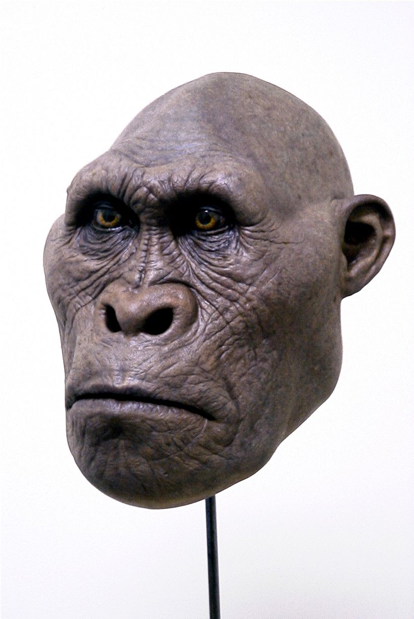 Here is my rendition of one of our earliest ancestors, Australopithecus