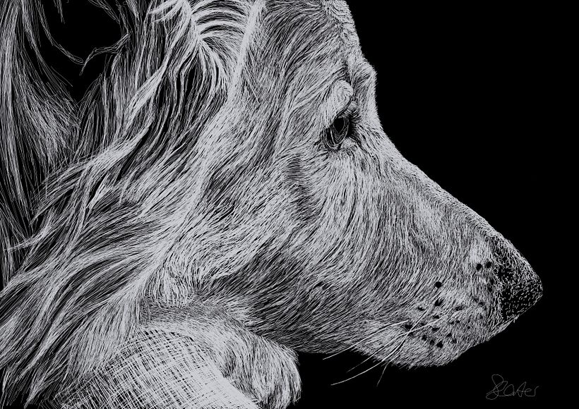Engraving-style Procreate pet portrait.