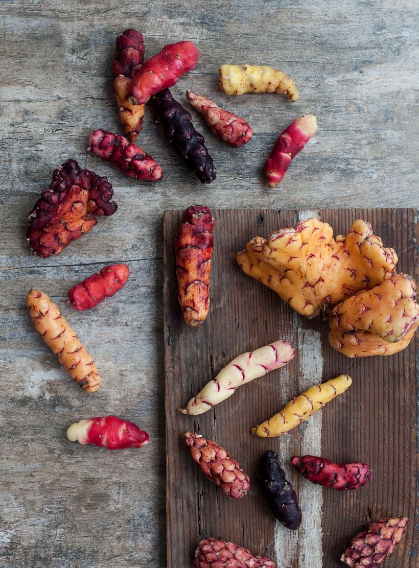 Mashuas - Luz Artificial