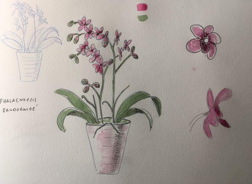 My project for course: Botanical Watercolor Sketchbook 3