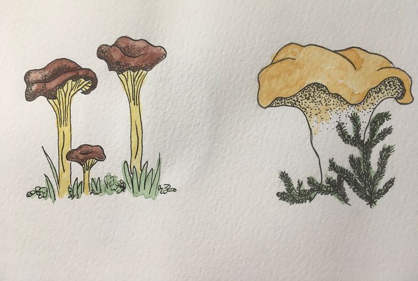 My project for course: Botanical Watercolor Sketchbook 3