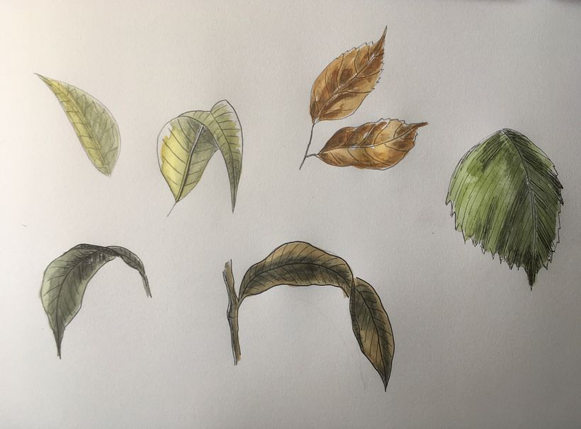 My project for course: Botanical Watercolor Sketchbook 5