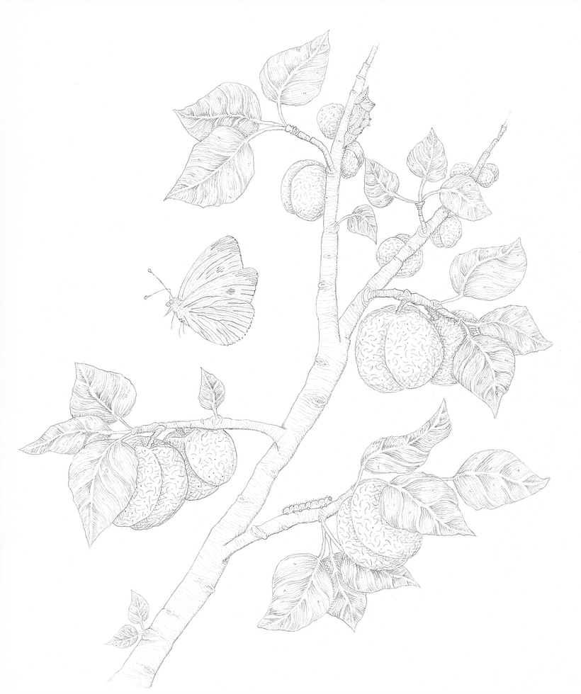 Graphite Sketch