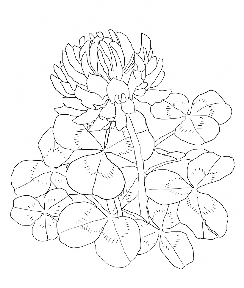 Digital Sketch