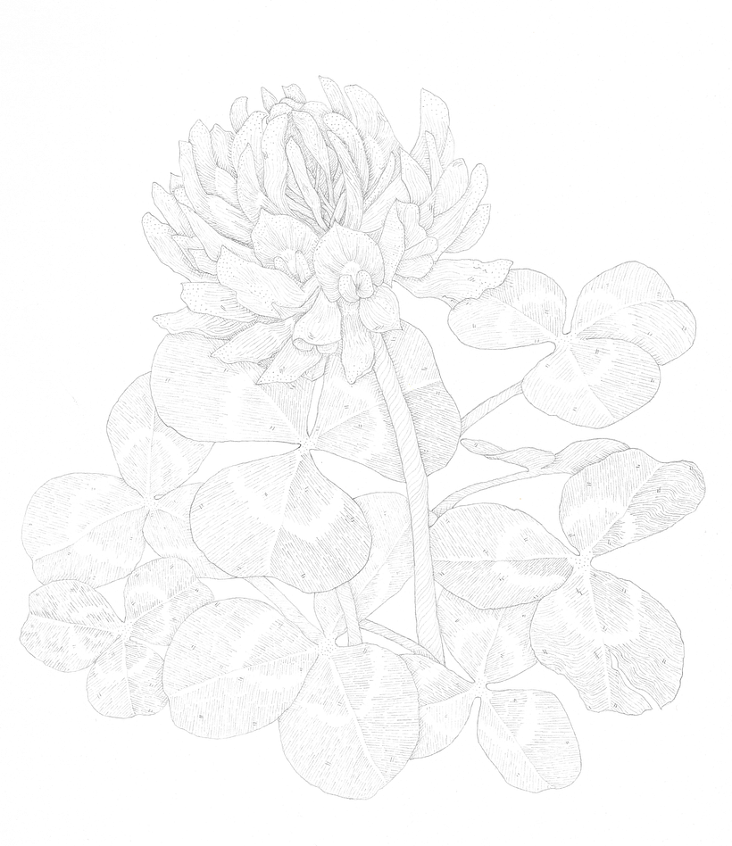 Graphite Sketch