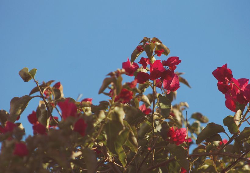 The Beauty of Caldas da Rainha 3