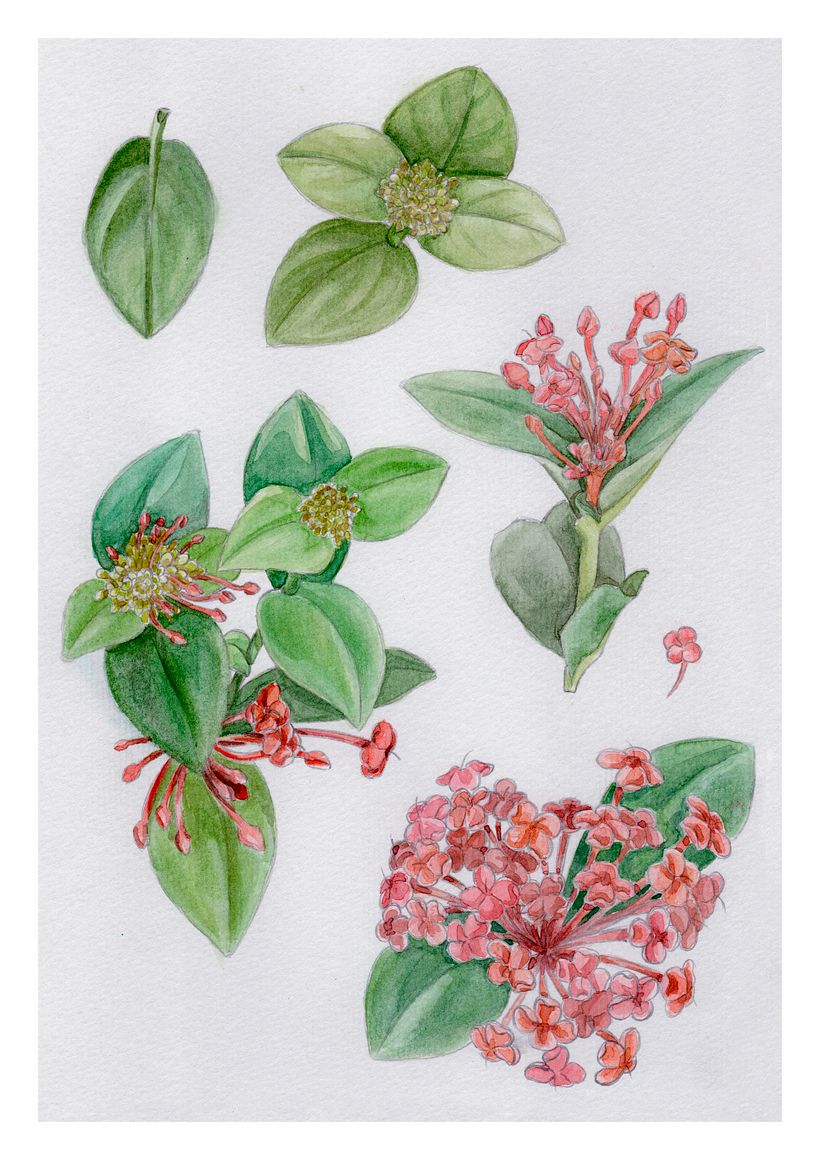 Projeto do curso "Aquarela Botânica: ilustre a anatomia das flores" 3