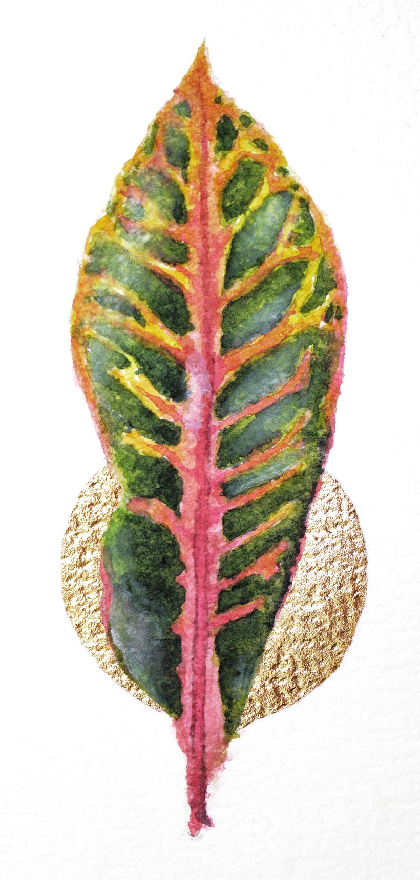 Croton