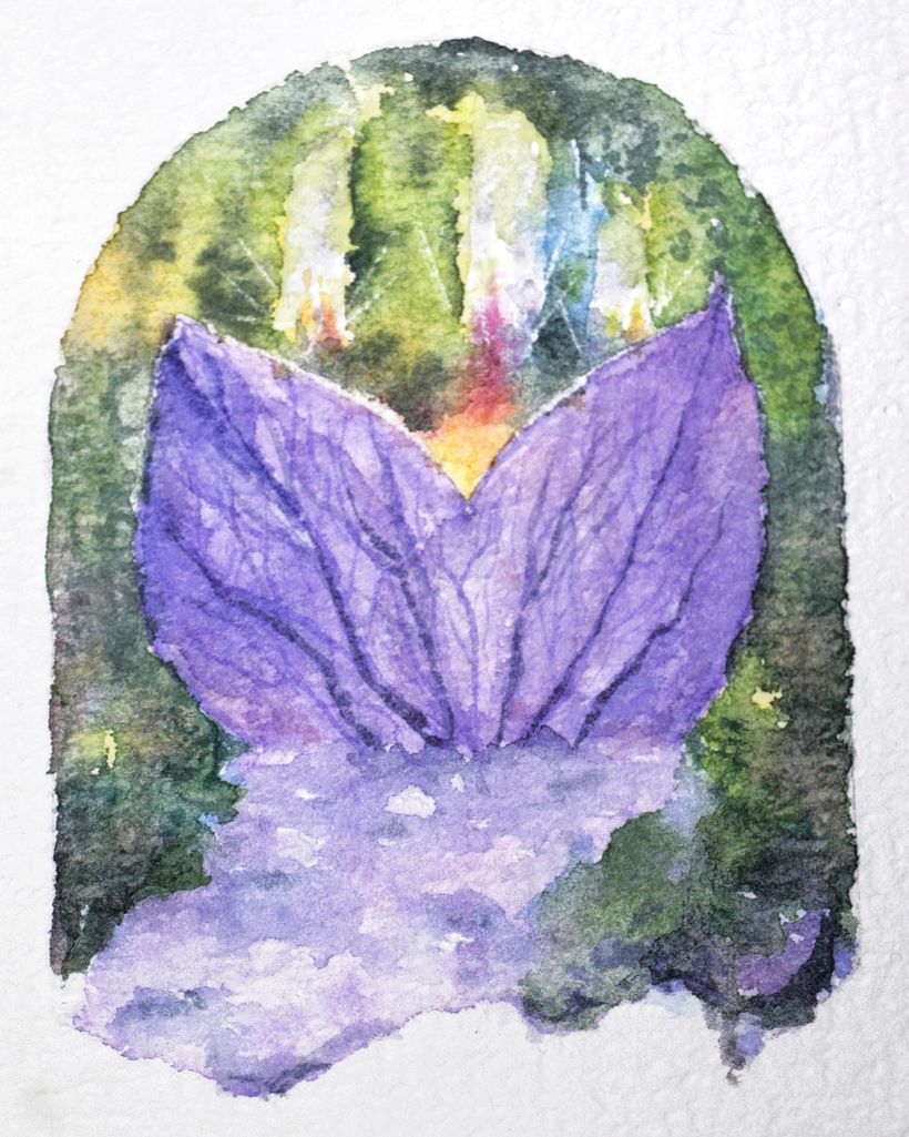Campanula
