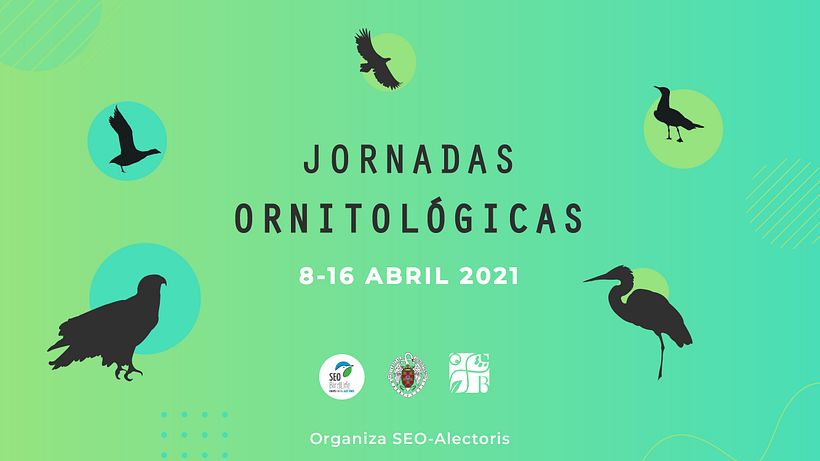 SEO-Alectoris 5
