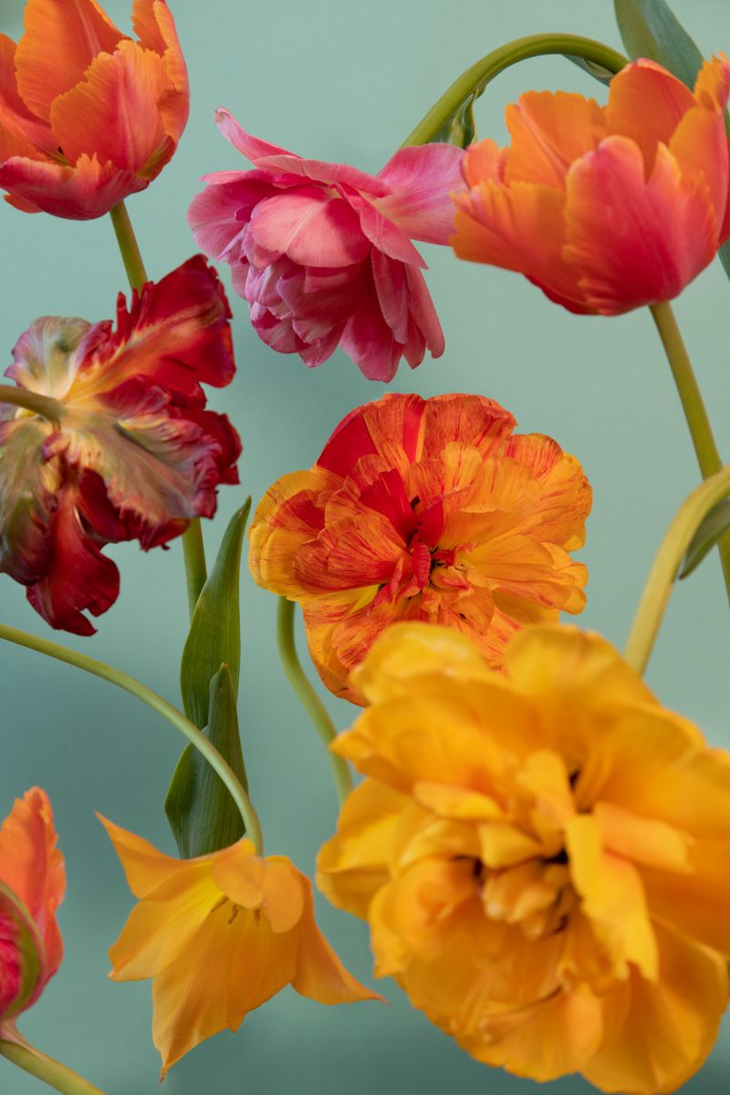 Un retrato de flores