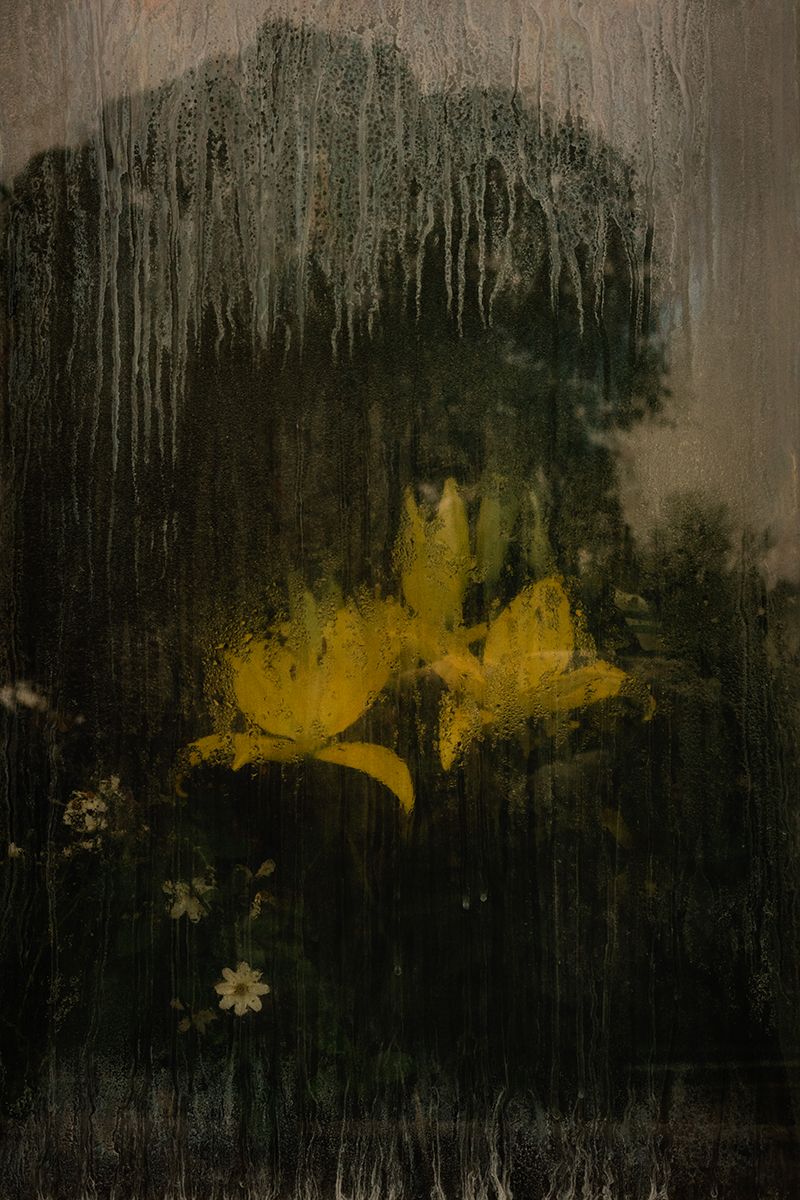 Dentro de la casa de una mariposa