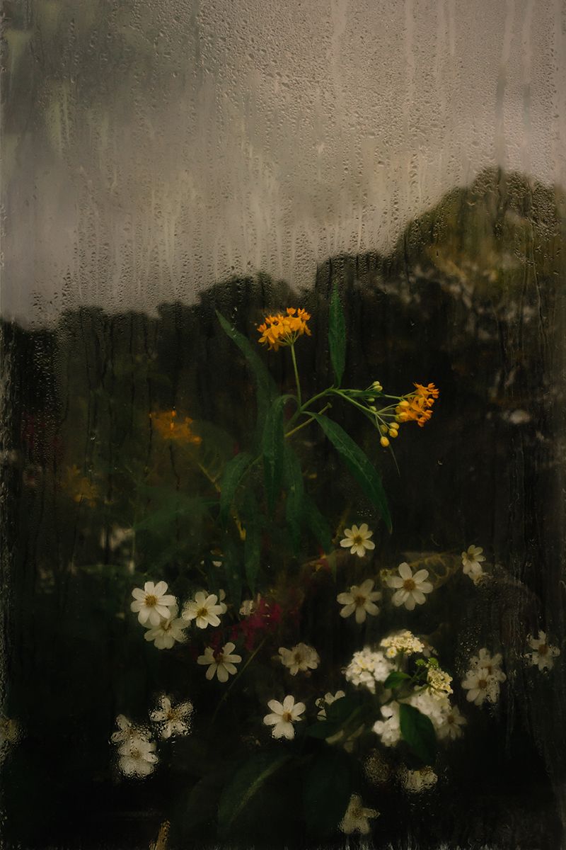 Dentro de la casa de una mariposa