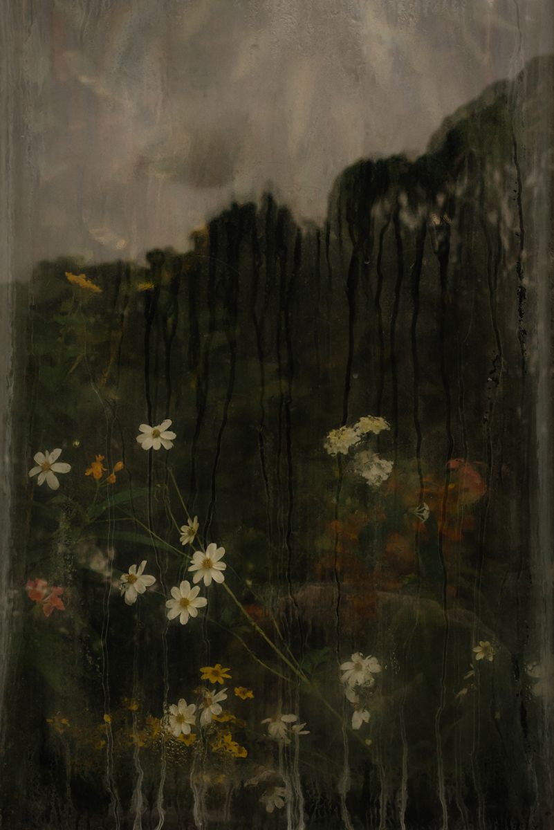 Dentro de la casa de una mariposa