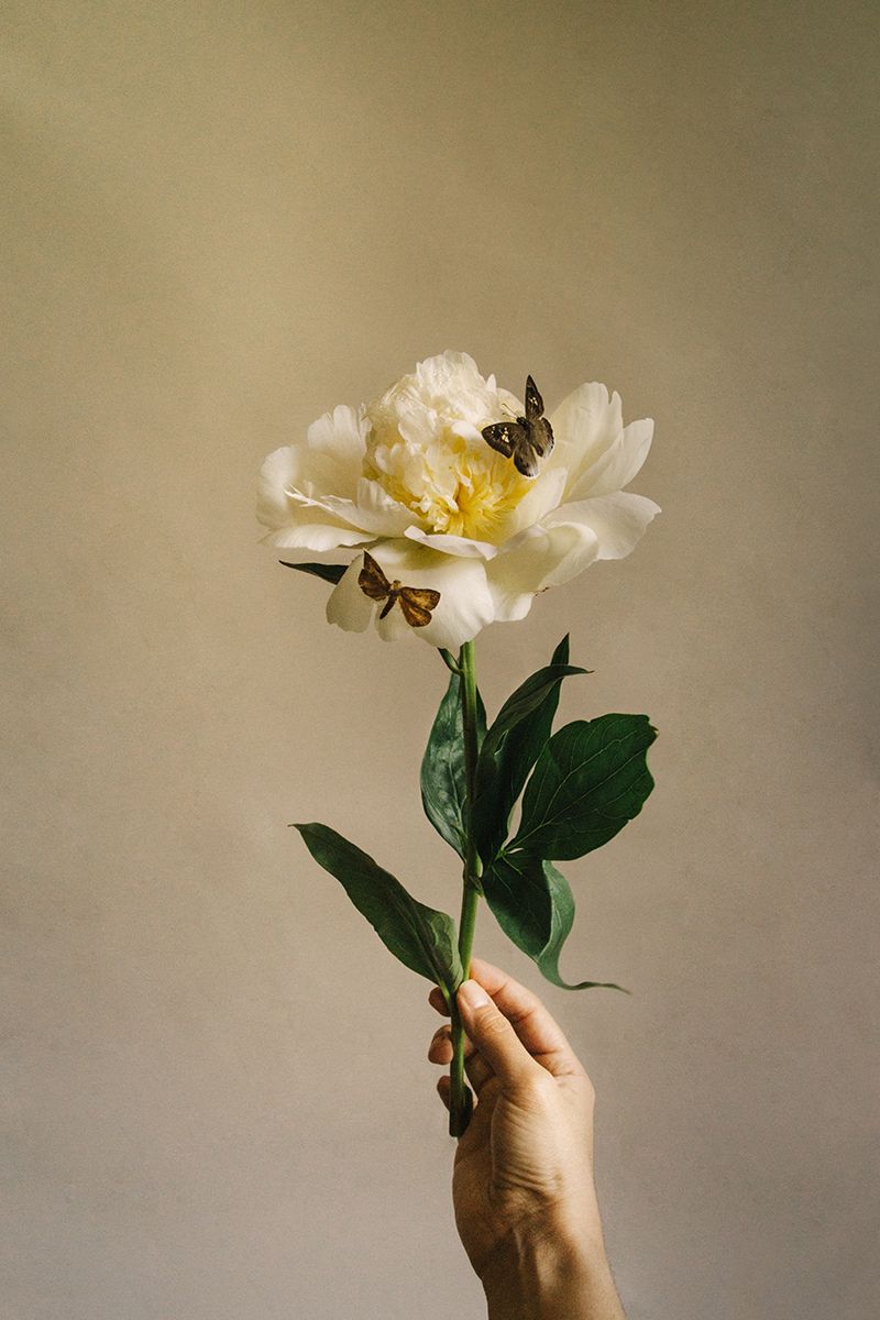 Peonía blanca con mariposas