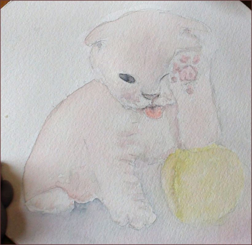 un chaton .. après pose du 1er lavis