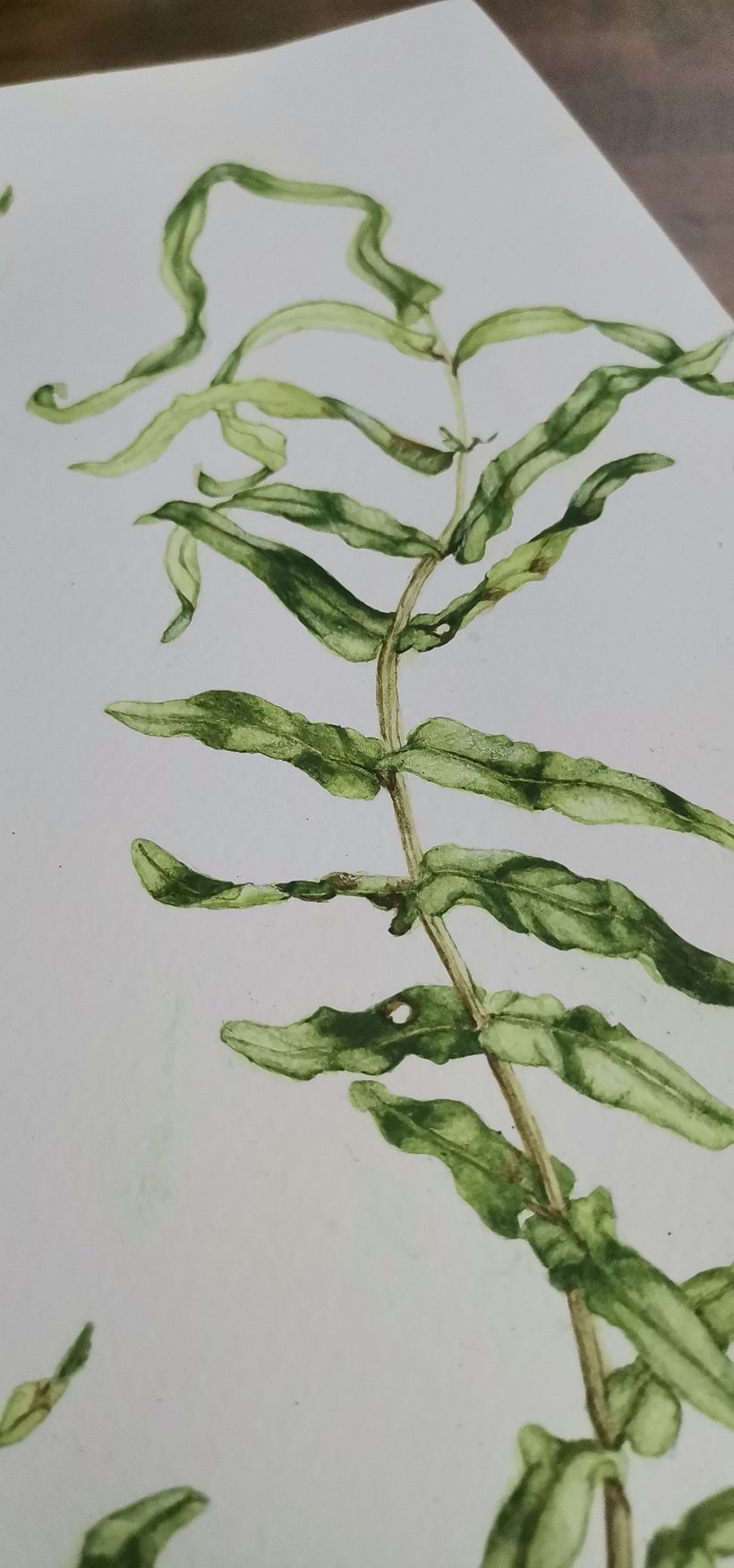 Garden fern