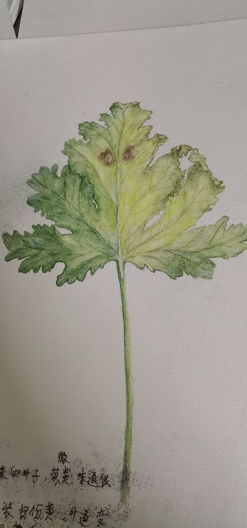 Connection with The Plants 4