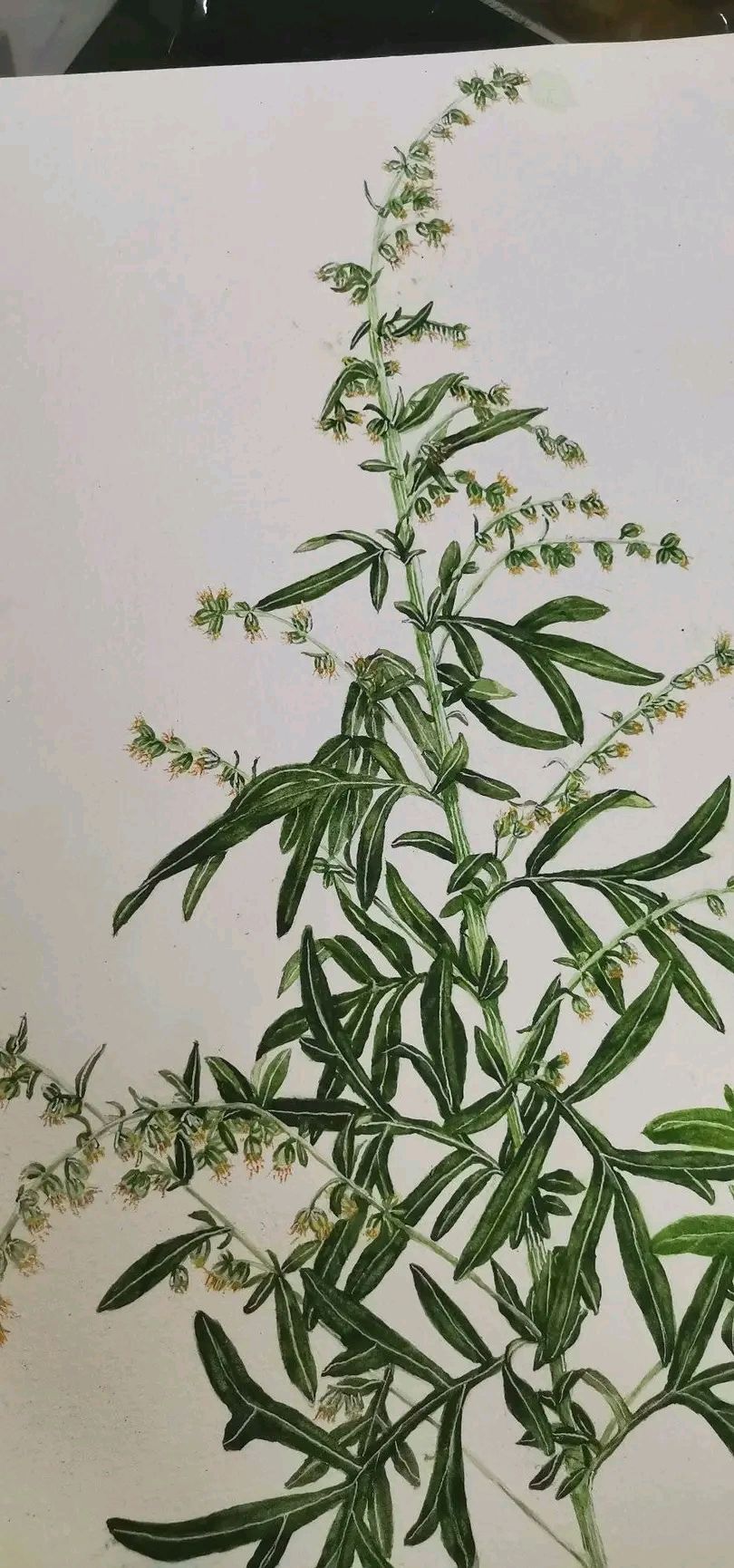 Connection with The Plants 4