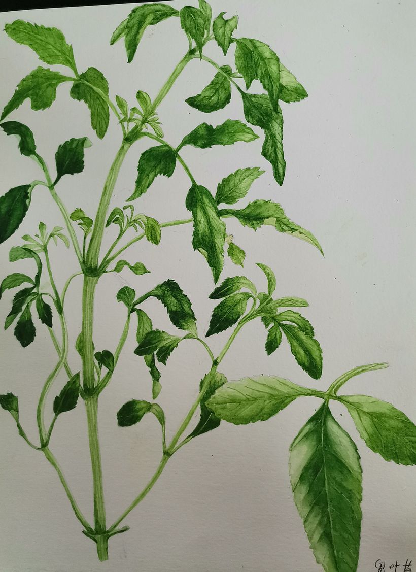 Connection with The Plants 6