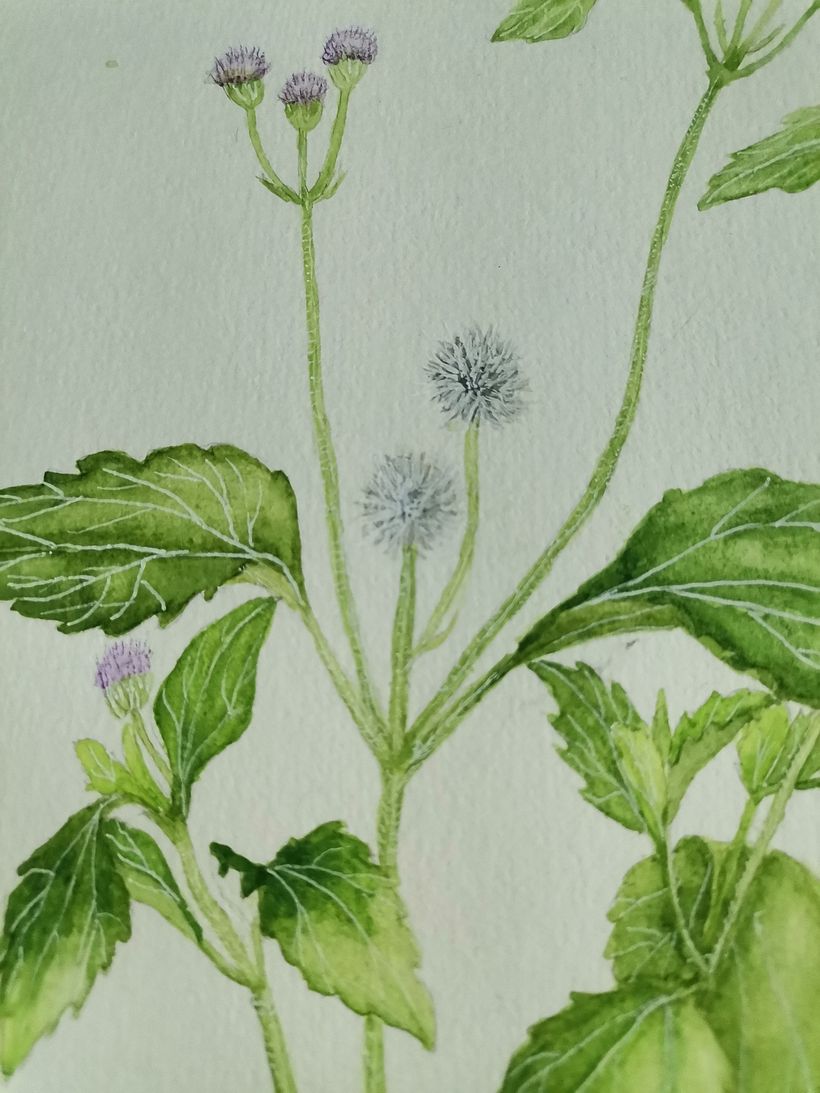 Connection with The Plants 7